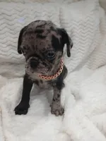 Polo , a male Pug for sale in Houston, TX – Photo 3 of 7