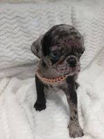 Polo , a male Pug for sale in Houston, TX – Photo 4 of 7