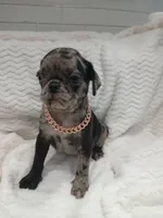 Polo , a male Pug for sale in Houston, TX – Photo 7 of 7