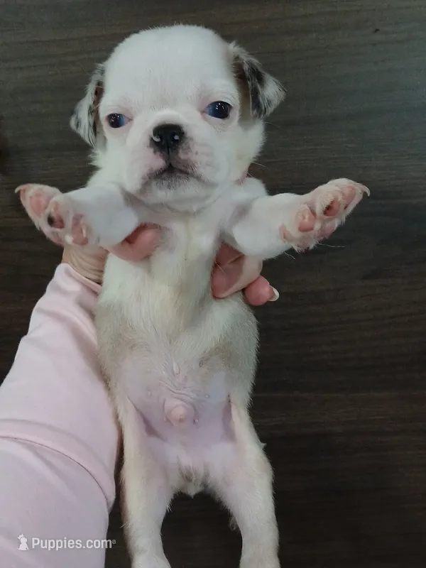 Polo  – Pug puppy for sale in Houston, TX