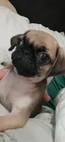 Charlie , a male Pug for sale in Houston, TX – 2 of 3