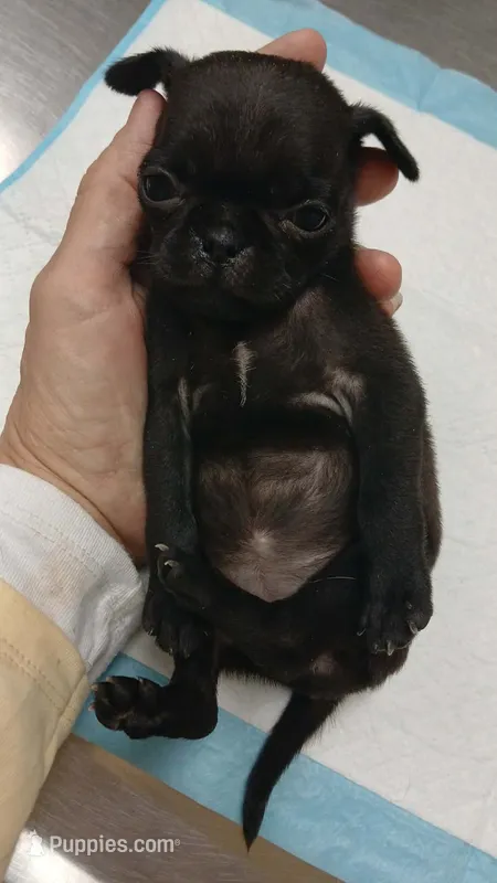 Beauty  – Pug puppy for sale in Houston, TX