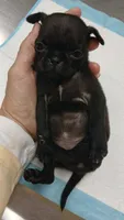 Beauty , a female Pug for sale in Houston, TX – 1 of 3