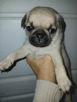 Doug , a male Pug for sale in Houston, TX – Photo 2 of 3