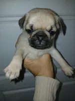 Doug , a male Pug for sale in Houston, TX – Photo 1 of 3