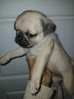 Doug , a male Pug for sale in Houston, TX – Photo 3 of 3