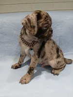 Rex, a male Pug for sale in Houston, TX – 2 of 5