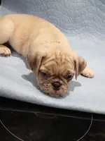 Max , a male Pug for sale in Houston, TX – 3 of 5