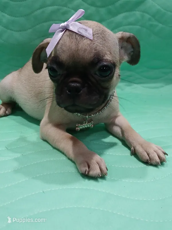 Sally  – Pug puppy for sale in Houston, TX
