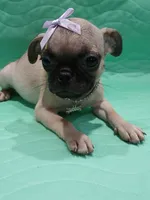 Sally , a female Pug for sale in Houston, TX – 1 of 5