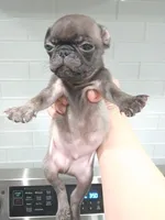 Bluey , a male Pug for sale in Houston, TX – 2 of 2