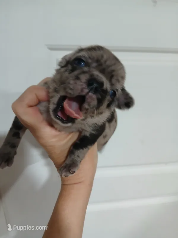 Rex – Pug puppy for sale in Houston, TX