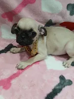 Misty , a female Pug for sale in Houston, TX – 1 of 2