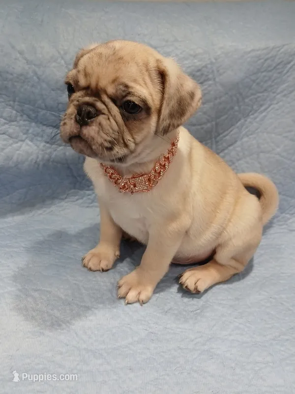 Max  – Pug puppy for sale in Houston, TX