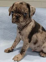 Rex, a male Pug for sale in Houston, TX – 1 of 5