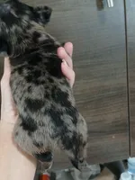 Jewls , a female Pug for sale in Houston, TX – 2 of 2
