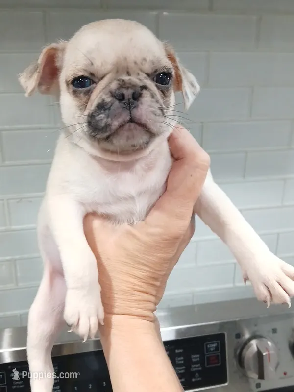 Bruno  – Pug puppy for sale in Houston, TX