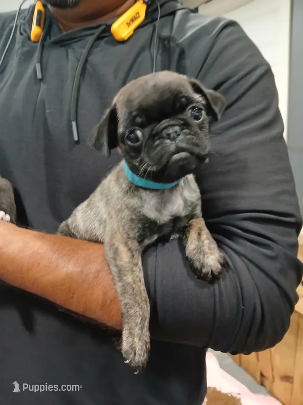 Tiger  – Pug puppy for sale in Houston, TX