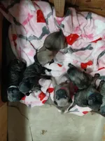 Tiger , a male Pug for sale in Houston, TX – Photo 3 of 3