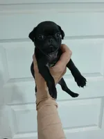 Beauty , a female Pug for sale in Houston, TX – 3 of 3