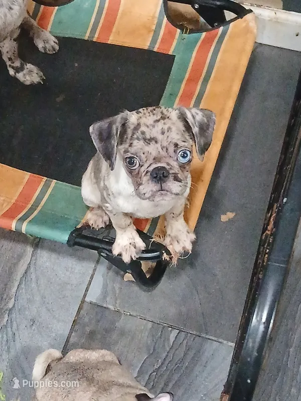 King – Pug puppy for sale in Houston, TX