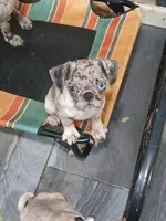 King, a male Pug for sale in Houston, TX – 1 of 9
