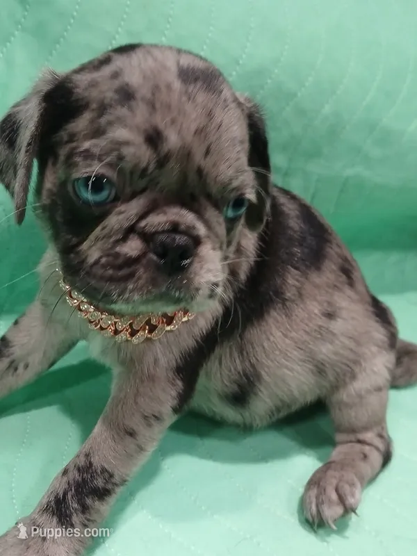Rex – Pug puppy for sale in Houston, TX