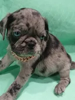 Rex, a male Pug for sale in Houston, TX – 5 of 5