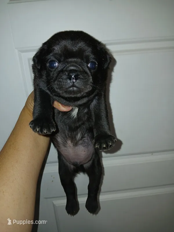 Doug  – Pug puppy for sale in Houston, TX