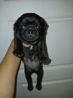 Doug , a male Pug for sale in Houston, TX – 1 of 2