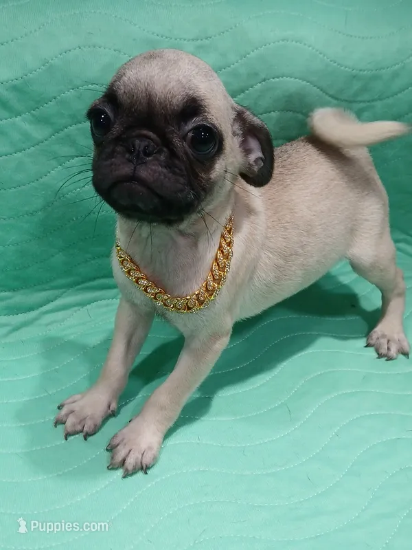 Sally  – Pug puppy for sale in Houston, TX