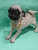 Sally , a female Pug for sale in Houston, TX – 3 of 5