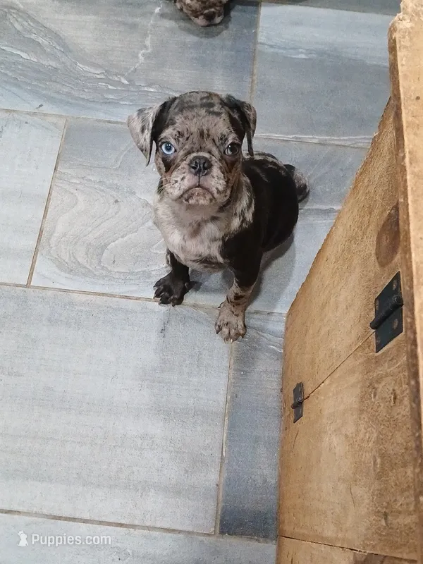 Polo  – Pug puppy for sale in Houston, TX