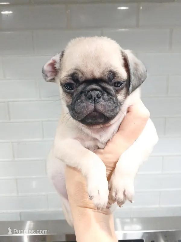 Pugsly  – Pug puppy for sale in Houston, TX