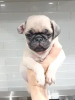 Pugsly , a male Pug for sale in Houston, TX – 1 of 1