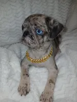 King, a male Pug for sale in Houston, TX – Photo 5 of 7