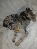 King, a male Pug for sale in Houston, TX – Photo 3 of 7