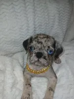 King, a male Pug for sale in Houston, TX – Photo 4 of 7