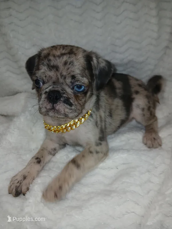 King – Pug puppy for sale in Houston, TX