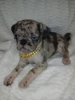 King, a male Pug for sale in Houston, TX – Photo 1 of 7