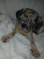 King, a male Pug for sale in Houston, TX – Photo 7 of 7