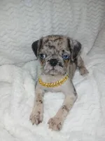 King, a male Pug for sale in Houston, TX – Photo 2 of 7