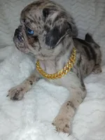 King, a male Pug for sale in Houston, TX – Photo 6 of 7