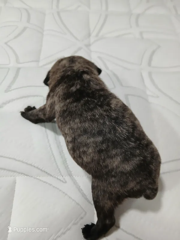 Bruce  – Pug puppy for sale in Houston, TX