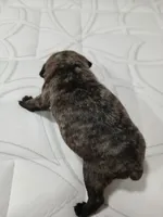 Brutish , a male Pug for sale in Houston, TX – Photo 1 of 9