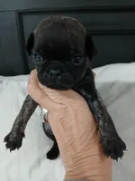 Brutish , a male Pug for sale in Houston, TX – Photo 5 of 9