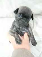 Brutish , a male Pug for sale in Houston, TX – Photo 8 of 9