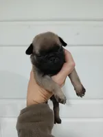 Brutish , a male Pug for sale in Houston, TX – Photo 6 of 9