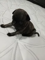 Brutish , a male Pug for sale in Houston, TX – Photo 9 of 9