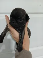 Brutish , a male Pug for sale in Houston, TX – Photo 4 of 9